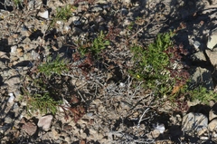 Crocanthemum greenei