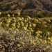 Eriogonum loganum - Photo (c) Jeff Bisbee,  זכויות יוצרים חלקיות (CC BY-NC), הועלה על ידי Jeff Bisbee