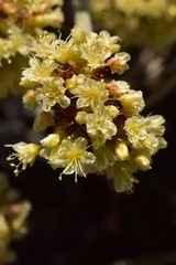 Eriogonum loganum