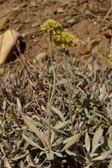 Eriogonum loganum