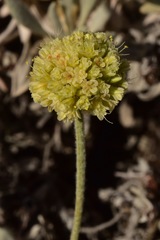 Eriogonum loganum