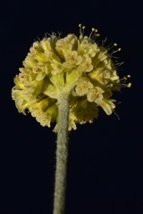 Eriogonum loganum