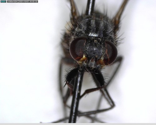 iNaturalist observation photo of House Flies and Allies