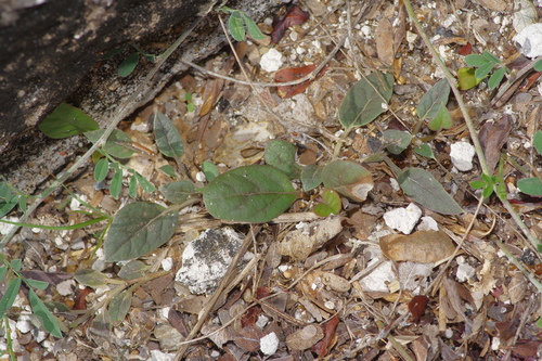 Image of Acleisanthes anisophylla by (c) Michelle W. （鍾偉瑋）, some rights reserved (CC BY)