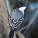 Loggerhead Kingbird - Photo (c) Sean Werle, some rights reserved (CC BY-NC), uploaded by Sean Werle