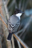 Loggerhead Kingbird - Photo (c) Sean Werle, some rights reserved (CC BY-NC), uploaded by Sean Werle