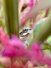 Hyla japonica