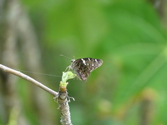 Codatractus arizonensis