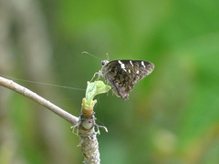 Codatractus arizonensis