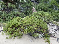 Arctostaphylos columbiana