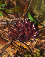 Wynnea americana