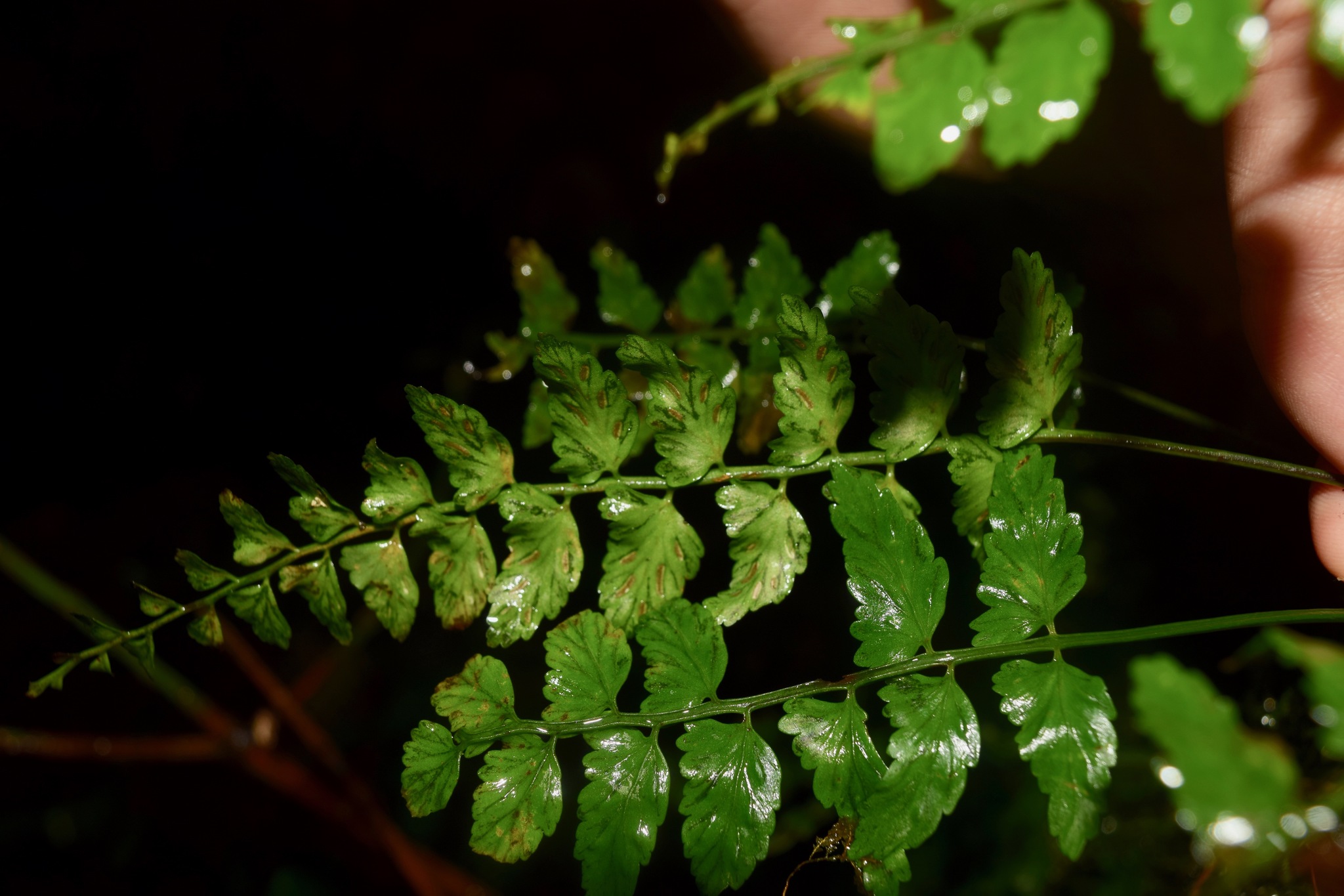 Asplenium auriculatum