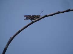 Codatractus arizonensis