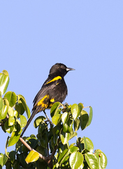 Icterus melanopsis