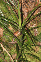 Freycinetia excelsa
