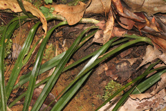 Freycinetia excelsa