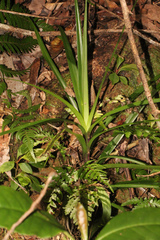 Freycinetia excelsa