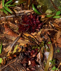 Wynnea americana