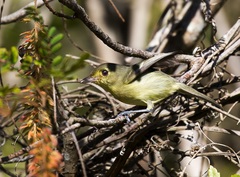 Vireo gundlachii