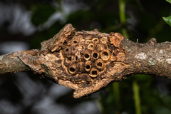 Dryocosmus asymmetricus