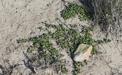 Dichondra occidentalis