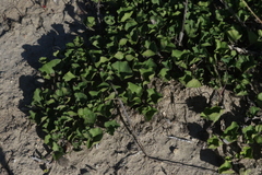 Dichondra occidentalis