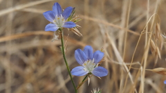 Eriastrum sapphirinum sapphirinum