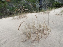 Poa macrantha