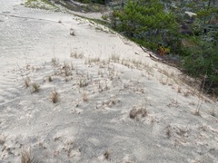 Poa macrantha