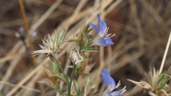 Eriastrum sapphirinum sapphirinum