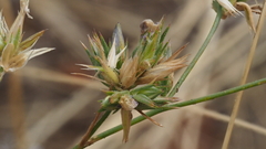 Eriastrum sapphirinum sapphirinum