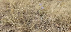Eriastrum sapphirinum sapphirinum