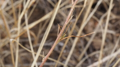 Eriastrum sapphirinum sapphirinum