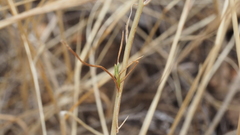 Eriastrum sapphirinum sapphirinum