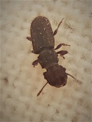 Aralius wollastoni