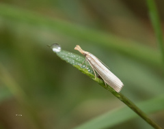 Agriphila straminella