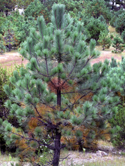 Pinus arizonica