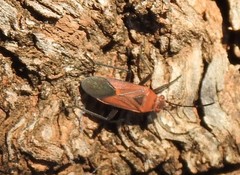Leptocoris mitellatus
