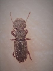 Aralius wollastoni