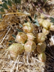 Astragalus lentiginosus variabilis