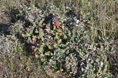 Eriogonum grande