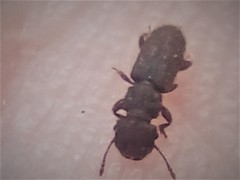 Aralius wollastoni