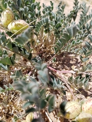 Astragalus lentiginosus variabilis