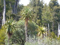 Cordyline indivisa