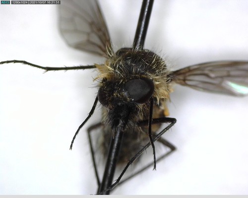 iNaturalist observation photo of Bombyliinae