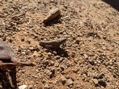 Monistria discrepans
