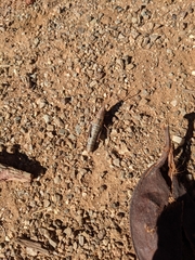 Monistria discrepans