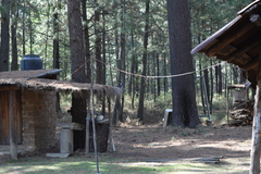 Aphelocoma ultramarina