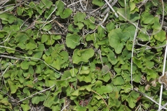 Dichondra occidentalis