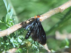 Pedinopelte